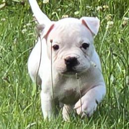 Jelly Roll - White male American Bulldog puppy in Three Rivers, Michigan from Jemms Kennels