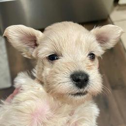 Spencer - Wheaten male Miniature Schnauzer puppy in Interlachen, Florida from Pam's Schnauzers