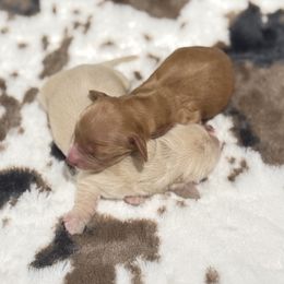 Dachshund puppies from Big Creek Mini Dachshund