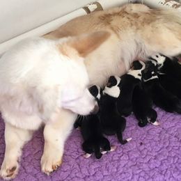 Cardigan Welsh Corgi Puppies from Rochar Cardigan Welsh Corgis
