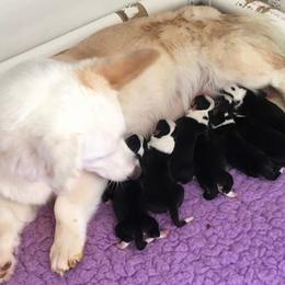 Cardigan Welsh Corgi Puppies from Rochar Cardigan Welsh Corgis