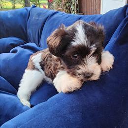 Sweet Pup's Moon Pie - Parti female Miniature Schnauzer puppy in North Zulch, Texas from Sweet Pup Schnauzers