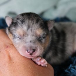 Boy 1 - male Pomsky puppy in Albany, Indiana from Hatz Off Puppies