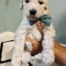 Goldendoodle Puppies from Southern Darling Doodles