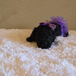 Poodle puppies from Sweetie Pie Poodles