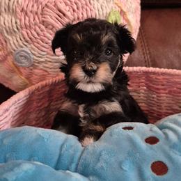 Angus - Black & tan male Maltipoo puppy in Sidney, Maine from Snow Pond Farm