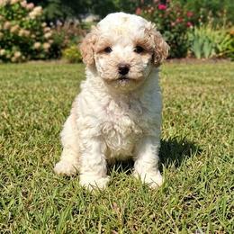 Harmony - White female Shihpoo puppy in Macon, Georgia from Shipoo Lane