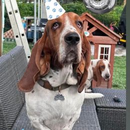 JameO - Basset Hound