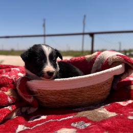 Rogue - Tri-color female Border Collie puppy in Odessa, Texas from High Velocity Stockdogs