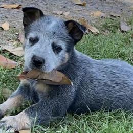 Australian Cattle Dogs from Penn Valley Heelers