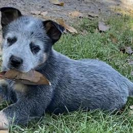 Australian Cattle Dogs from Penn Valley Heelers
