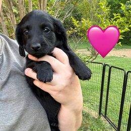 Dachshund Puppies from Rock Bottom Farms
