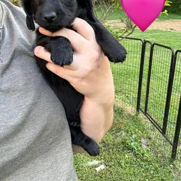 Dachshund Puppies from Rock Bottom Farms