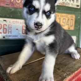 Birdie - Black and white female Siberian Husky puppy in Burnsville, North Carolina from Peterson Puppies