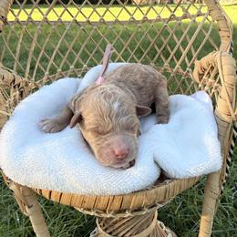 Sugar - Apricot female Goldendoodle puppy in Battleground, Washington from Doodles Delight PNW