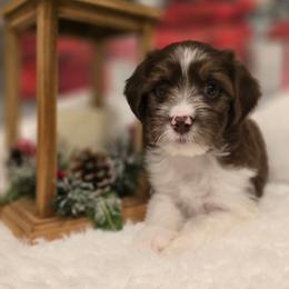 Marilyn - Brown female Double Doodle puppy in Prescott Valley, Arizona from Ramirez Family Doodles