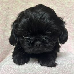 Shih Tzu puppies from Ford Hollow Farms Shih Tzus and Australian Shepherds