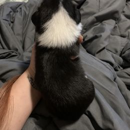 American Corgi and Pembroke Welsh Corgi Puppies from Chaotic Corgi’s