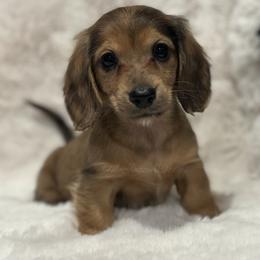 Orange heart girl (dapple) - Dapple female Dachshund puppy in Chehalis, Washington from McJazzin Doxies