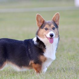 American Corgi, Border Collie, and Pembroke Welsh Corgi All Grown Up from Cowtown Corgis & Border Collies