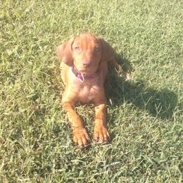 Penny - Rd whtn brn nose female Rhodesian Ridgeback puppy in Carney, Oklahoma from River Run Parson Russell terriers & River Run Ridgebacks