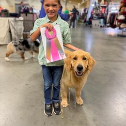 Olive - Golden Retriever