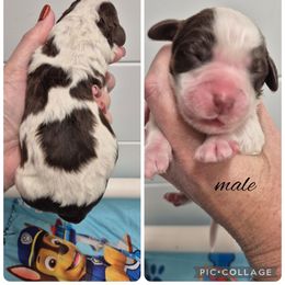 Boy 4 - Liver and white male Springerdoodle puppy in Freeland, Michigan from McNally's Springer Spaniels