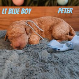 Peter - Apricot male Goldendoodle puppy in Haughton, Louisiana from Bailey’s Cajun Canines