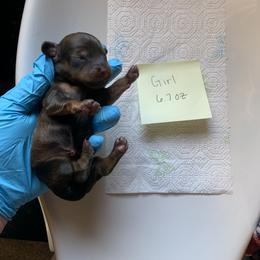 Dachshund Puppies from L & A Dachshunds