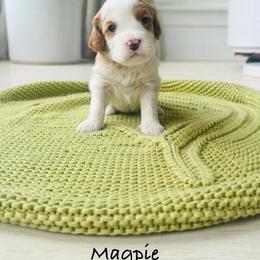 Magpie - Blenheim female Cavapoo puppy in Aiken, South Carolina from Cavapoos of the Carolinas