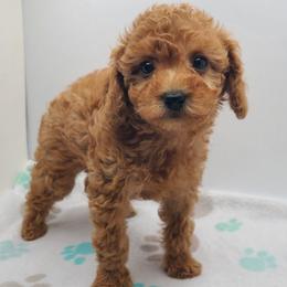 Merry - Apricot female Poodle puppy in Kannapolis, North Carolina from Carolina Great Danes & Toy Poodles