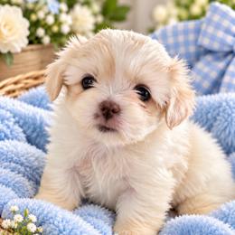 Lincoln - White male Shih Tzu puppy in Covington, Georgia from Top Hats 2  Shih Tzu’s