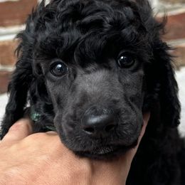 Poodle Puppies from Westborough Standard Poodles