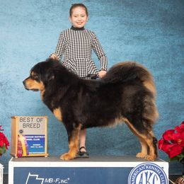 Tashi - Tibetan Mastiff