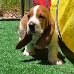 Scooby Doo 3000 - Mahogany and white male Basset Hound puppy in Big Rapids, Michigan from Basket Hound Bassets