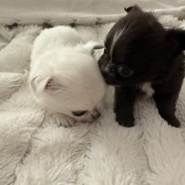 Chihuahua Puppies from Dreamy Divine Chihuahuas