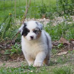 Mabel - Blue merle female Australian Shepherd puppy in Cape Girardeau, Missouri from Promise Keeper Kennel