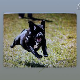 GiGi - Staffordshire Bull Terrier