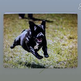 GiGi - Staffordshire Bull Terrier
