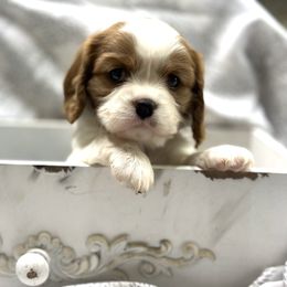 Cavalier King Charles Spaniel and Labrador Retriever Puppies from Happy Tails Kennel