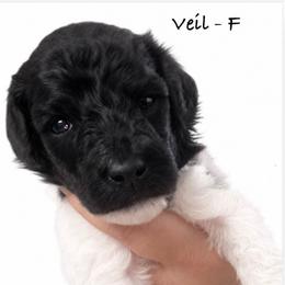 Veil - Parti female Poodle puppy in Greenwich, New York from MizzElle’s Standard Poodles