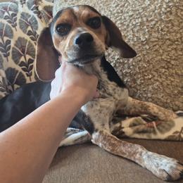 Duke - Beagle
