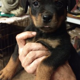 Rottweiler Puppies from Gateway Rottweilers