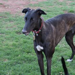 Splash - Greyhound