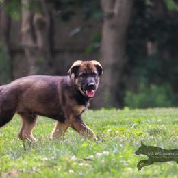 German Shepherd Puppies from Di Massimo Canile