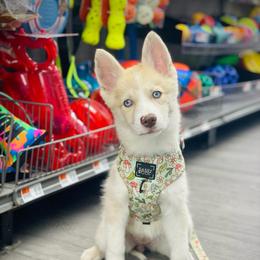 Mink - Merle female Pomsky puppy in Greenville, South Carolina from Thicketty Mountain Pomskies