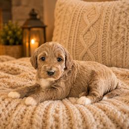 Marietta - Red  female Goldendoodle puppy in Floyd, Virginia from Hearts and Paws Poodles and Doodles