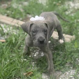 Caratappi - Blue brindle female Great Dane puppy in Lehigh Acres, Florida from Florida Wrinkles