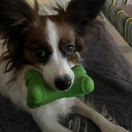 Jovie - Papillon