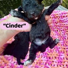 Cinder - Merle female Maltipoo puppy in Coal City, Indiana from Angel Blue Dogs